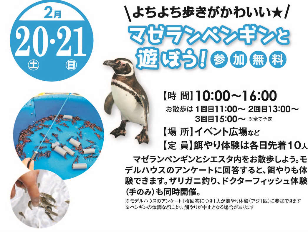 2月20日(土)2月21日(日) マゼランペンギンと遊ぼう!