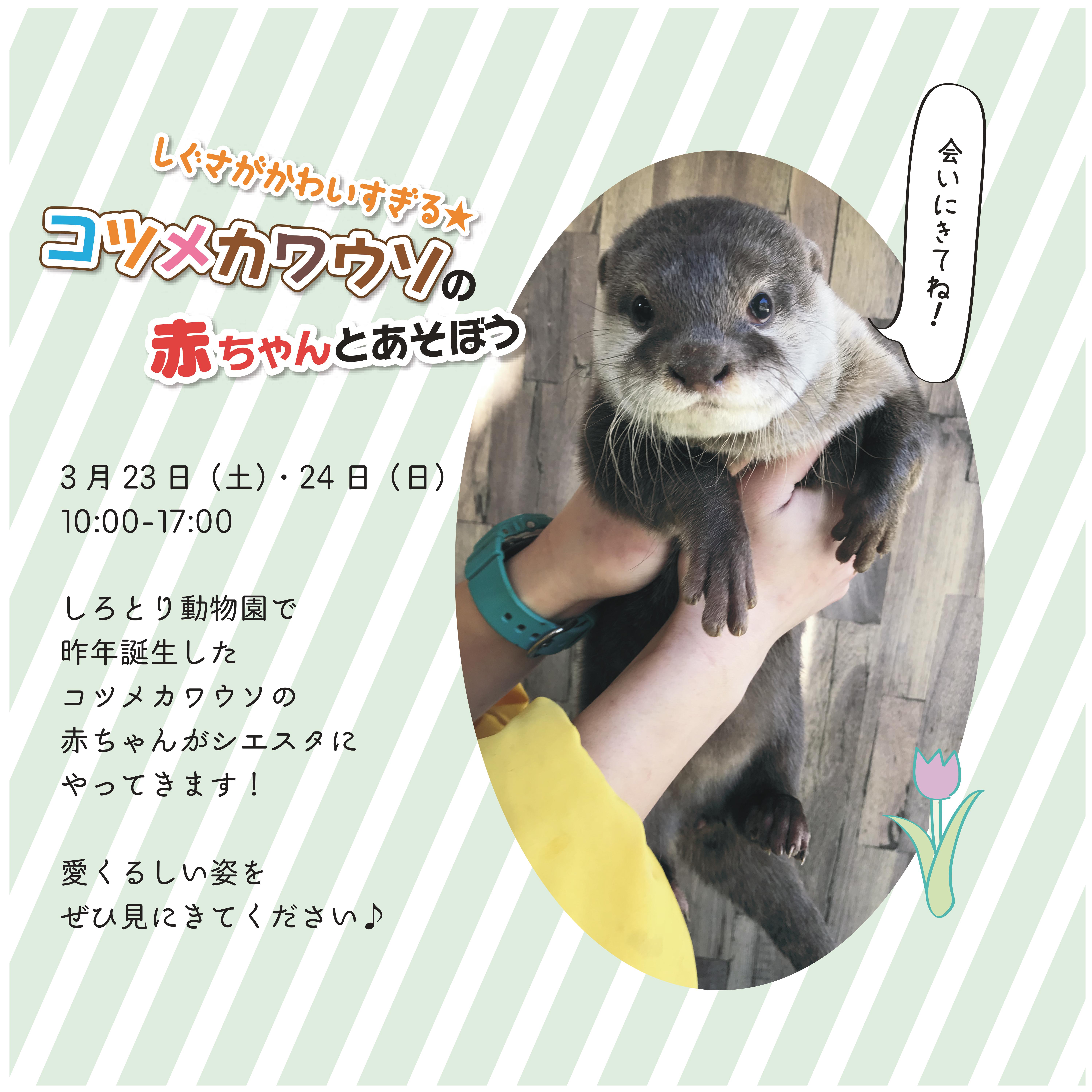 3/23(土)・24(日) カワウソの赤ちゃんとあそぼう!